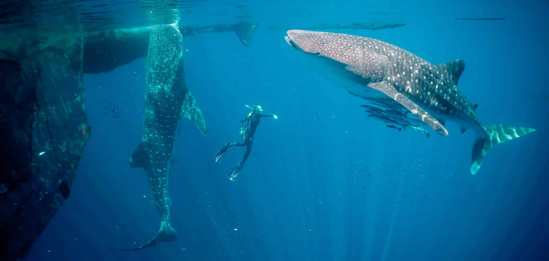 The Untold Story of the Whale Shark in Sumbawa: Indonesia’s Secret Marine Giant